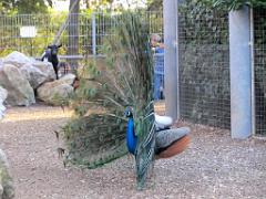 183 D35 PARC OLBIUS RIQUIER A HYERES_000054